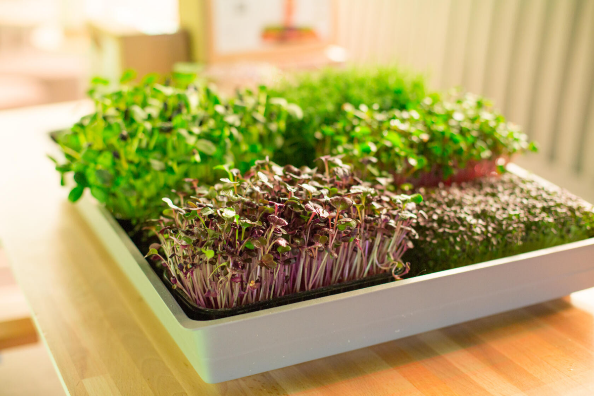 🌺КАКАЯ МИКРОЗЕЛЕНЬ НА ВКУС? | Сетка — социальная сеть от hh.ru