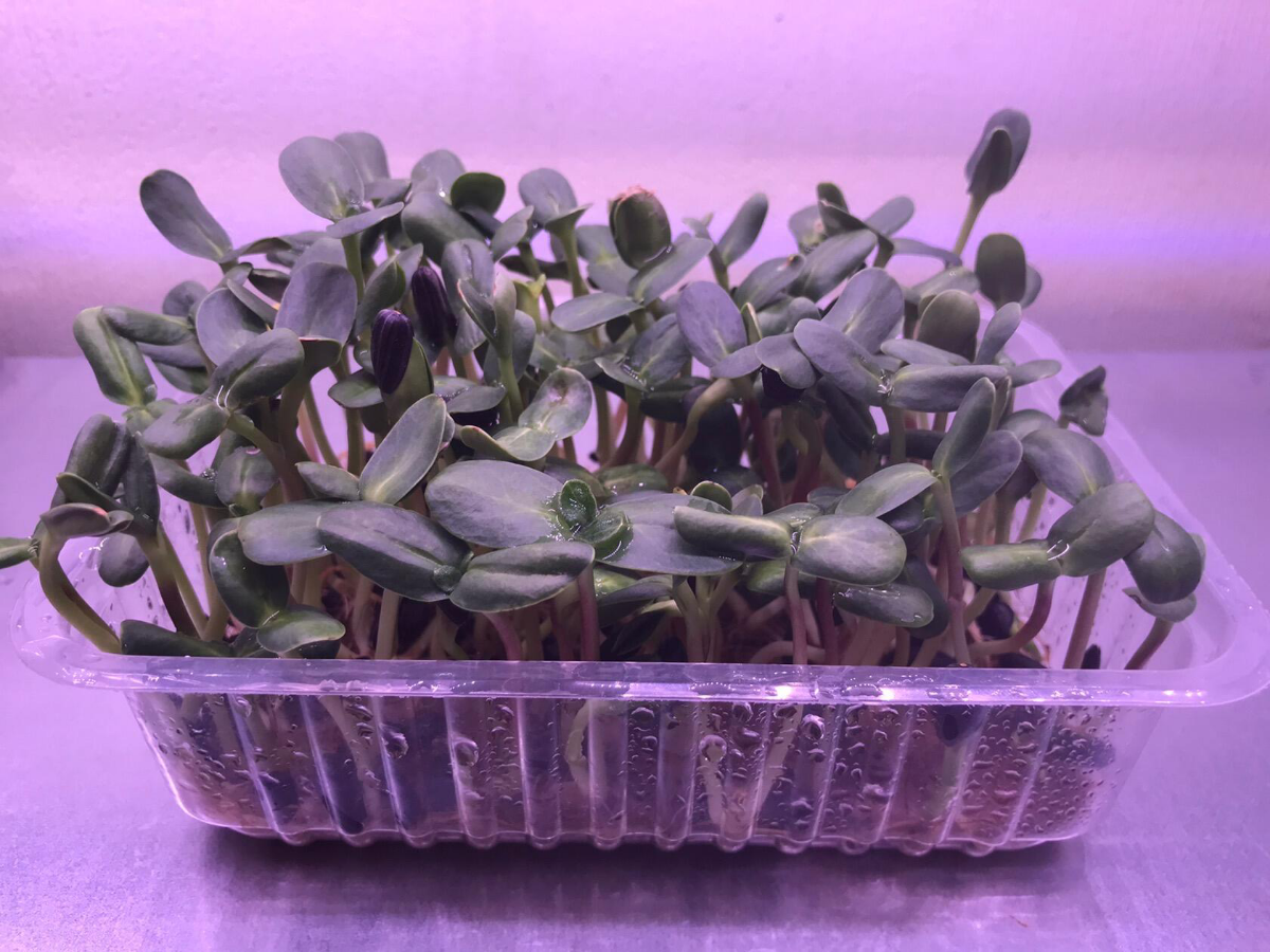 Микрозелень подсолнечника 🌱 | Сетка — социальная сеть от hh.ru