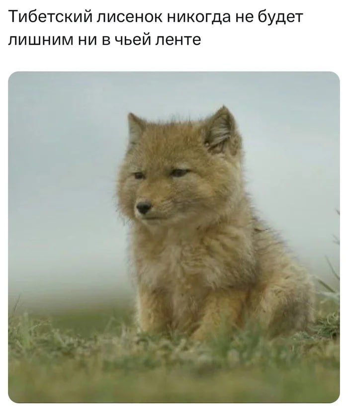Тимлид | Сетка — социальная сеть от hh.ru