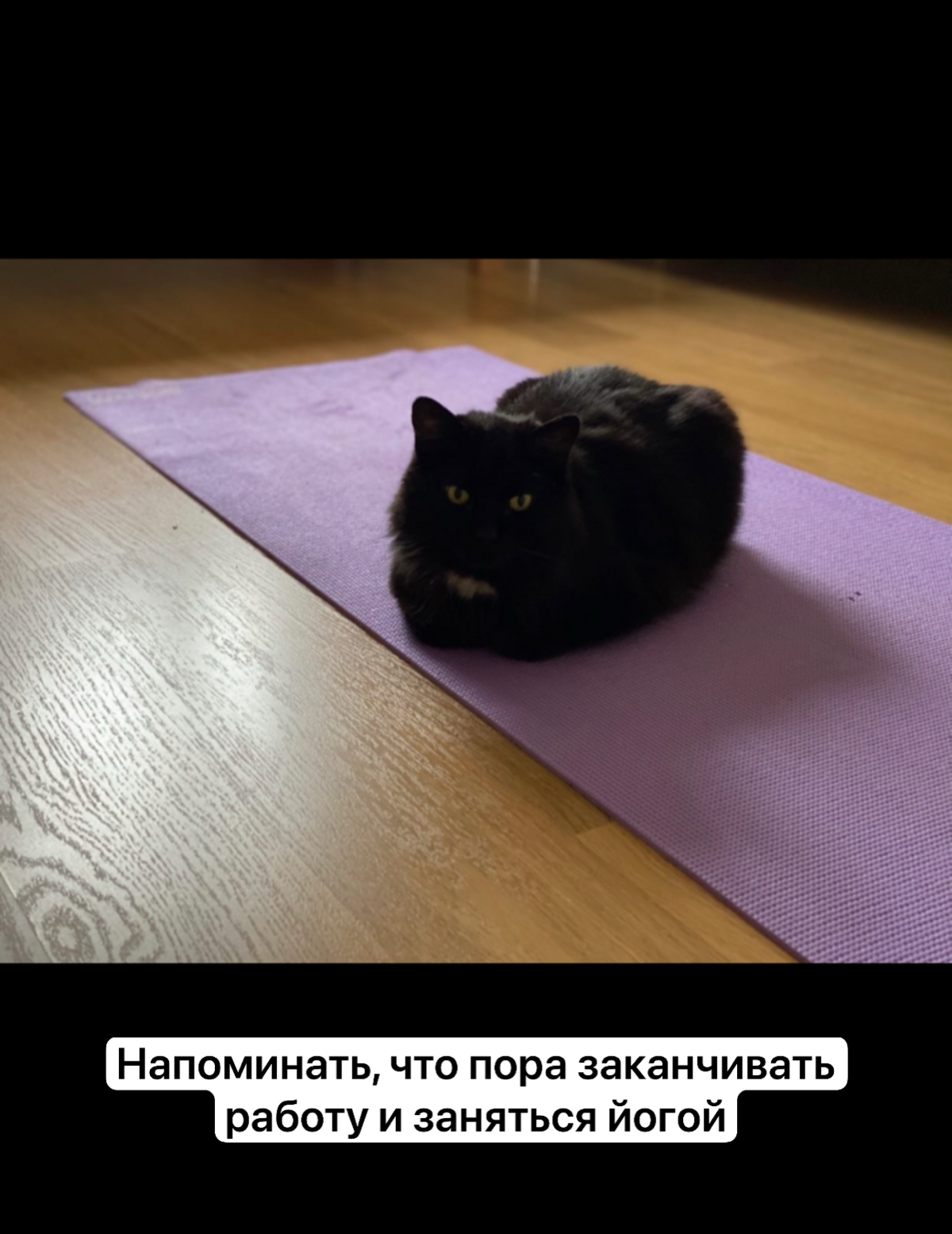 Я уверена, что каждому программисту на удаленке нужен кот 😃 зачем? Смотрите в карточках!
А в комментариях делитесь фотками своих главных помощников ☺️
@nontechdev | Сетка — социальная сеть от hh.ru