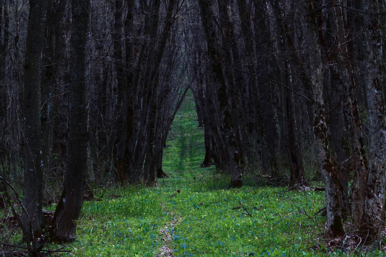 Весенний Мамайский лес в Ставрополе
📸Владимир Калашников | Сетка — социальная сеть от hh.ru