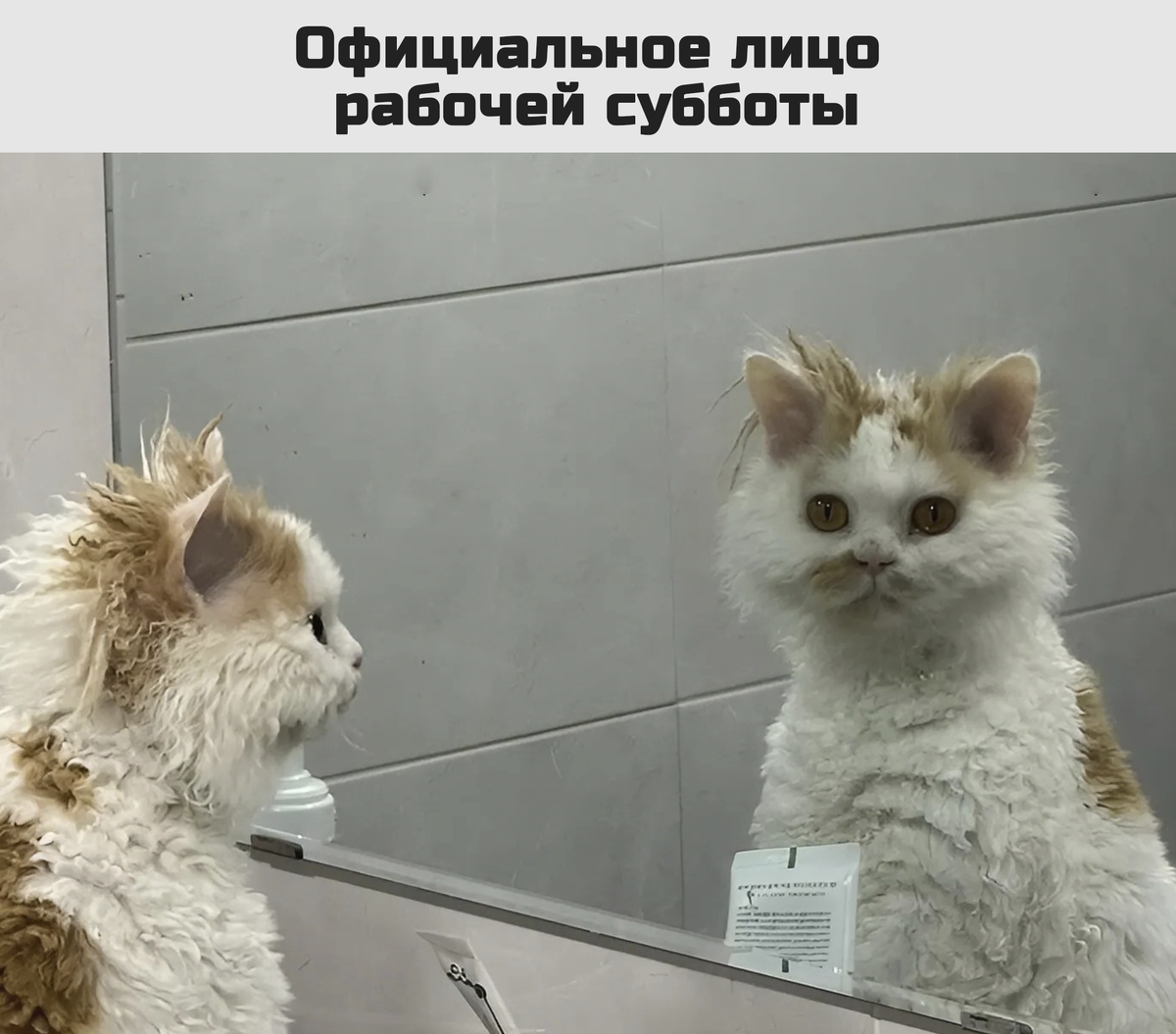 Немного мемов для расслабления после огромнейшего текста 🤪 | Сетка — социальная сеть от hh.ru