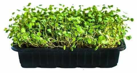 🌿Люцерна 🌿 | Сетка — социальная сеть от hh.ru