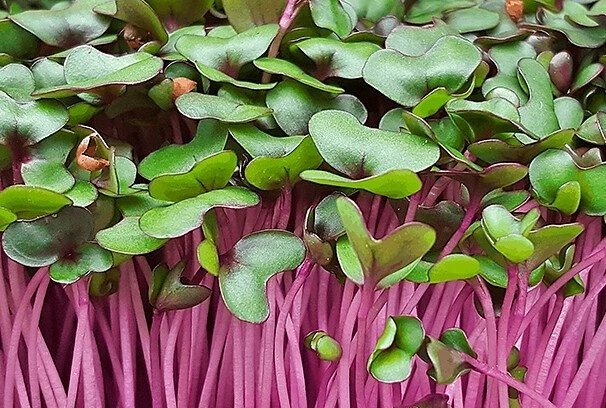 🌿ЧТО ЕСТЬ В МИКРОЗЕЛЕНИ КАПУСТЫ КРАСНОЙ.🌿 | Сетка — социальная сеть от hh.ru