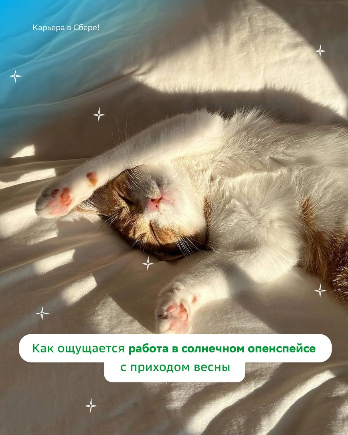 Ставь лайк, если тёплая погода заряжает на новые карьерные победы, и отправляй мем друллеге-котику! | Сетка — социальная сеть от hh.ru