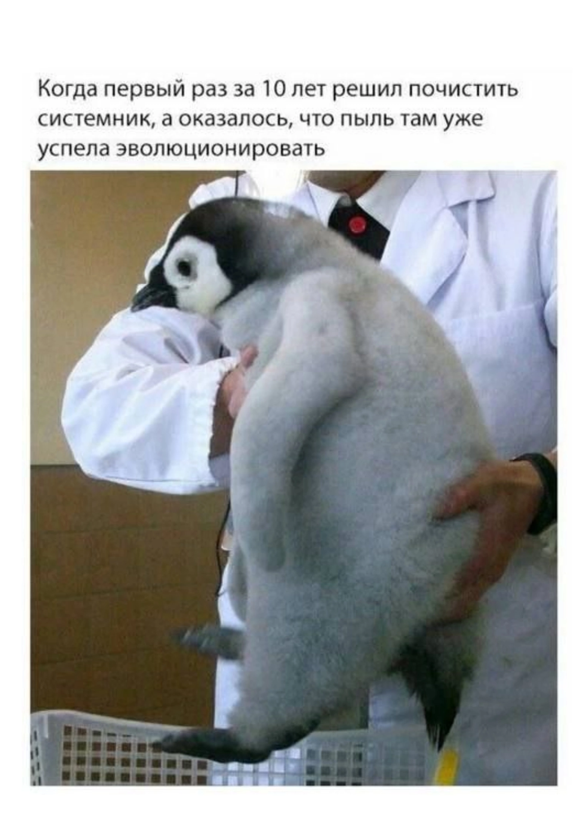 Эволюционировала в Линукс | Сетка — социальная сеть от hh.ru