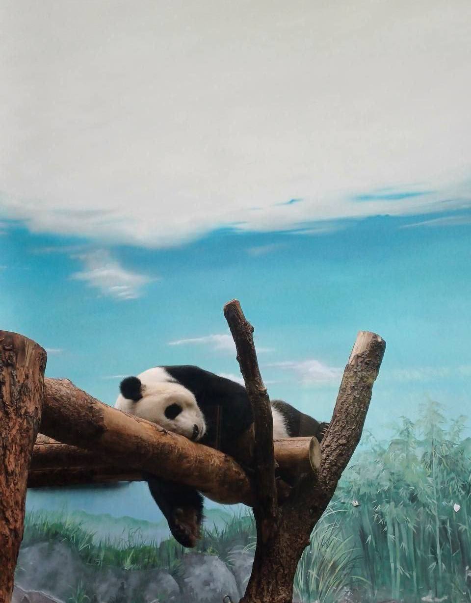 🐼 Московский зоопарк переходит на весенний режим работыОн будет открыт для посетителей с 09:00 до 20:00
📲Подпишитесь на Вдвижении | Сетка — социальная сеть от hh.ru