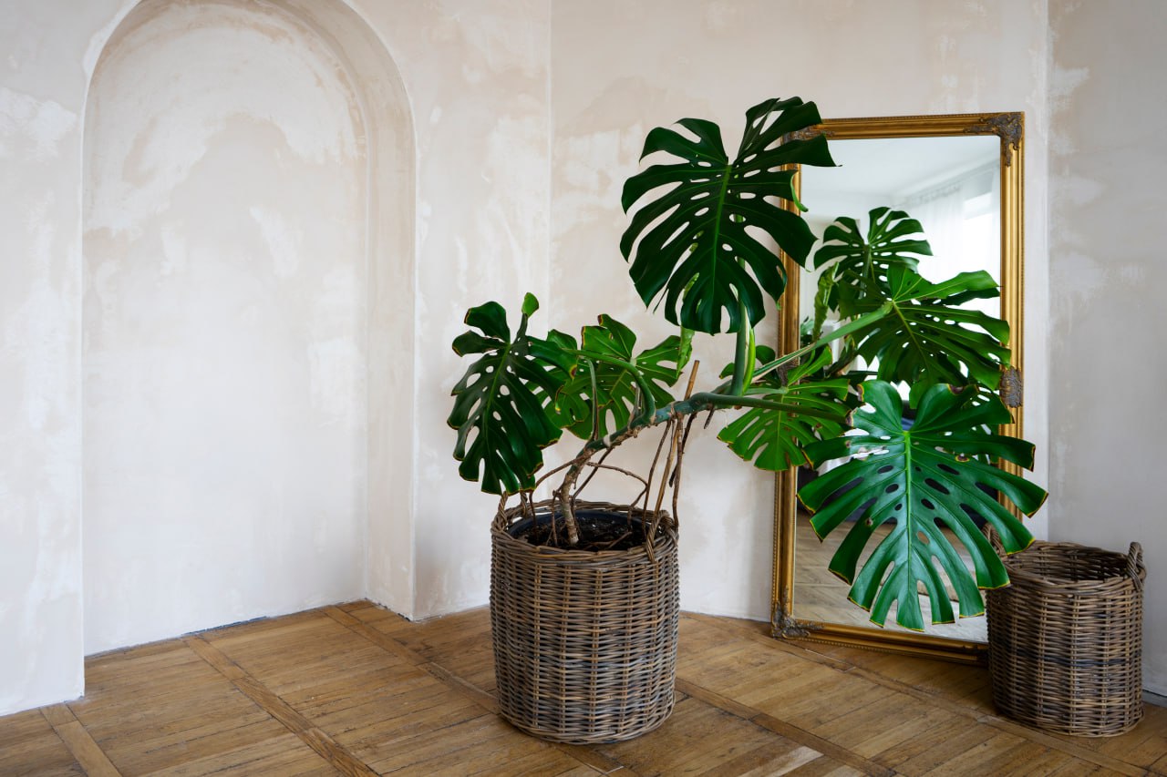 🌿 Самые популярные растения для интерьера ресторана 🌿
Это растения, которыми украшают рестораны и создают неповторимую атмосферу:
1 | Сетка — социальная сеть от hh.ru
