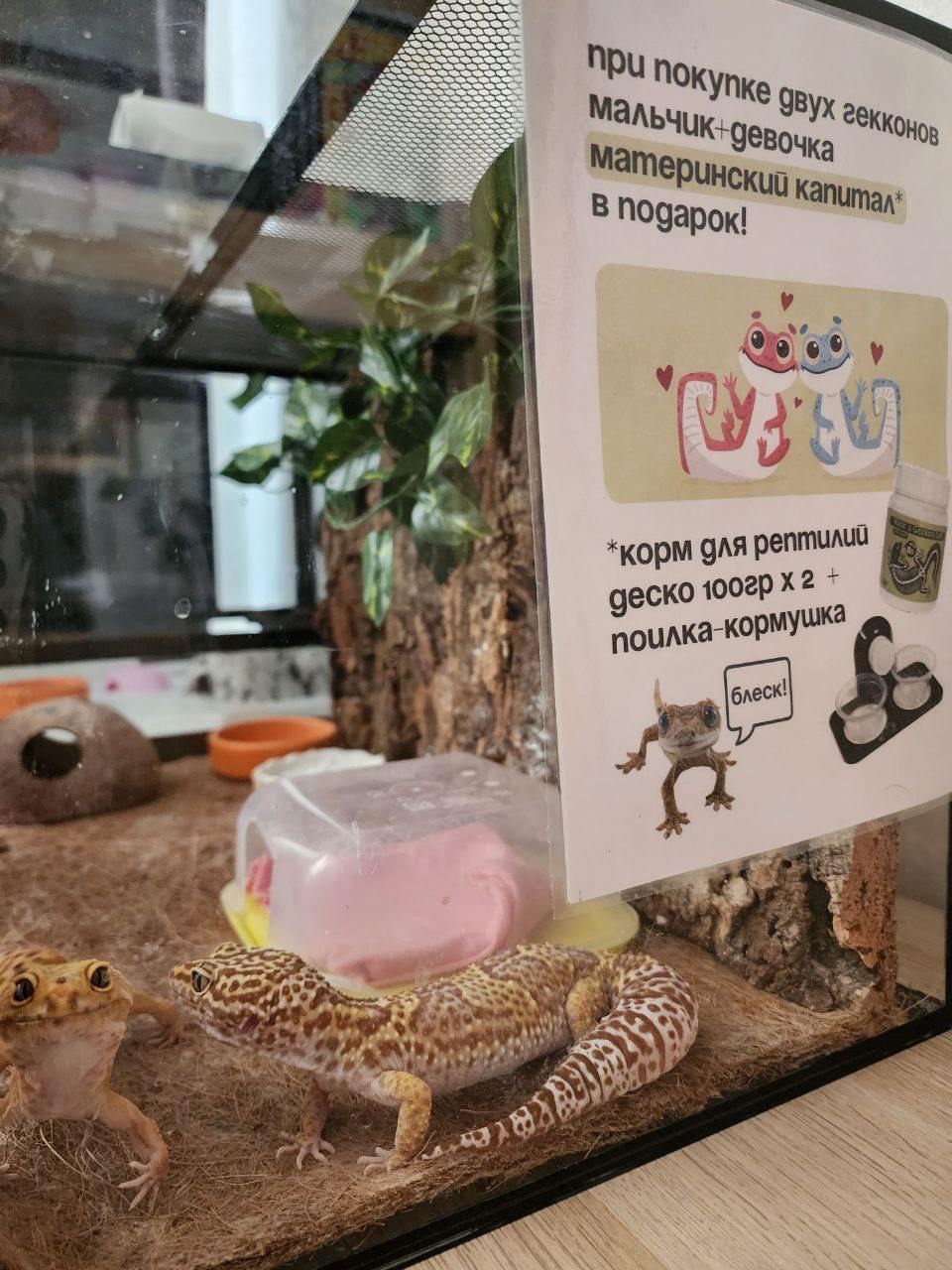 В зоомагазине в Москве теперь дают материнский капитал: при покупке 2 гекконов — мальчика и девочки — дают «пособие» в виде корма, поилки и игрушки.
теперь официально: домашние животные — это семья 💓 | Сетка — социальная сеть от hh.ru