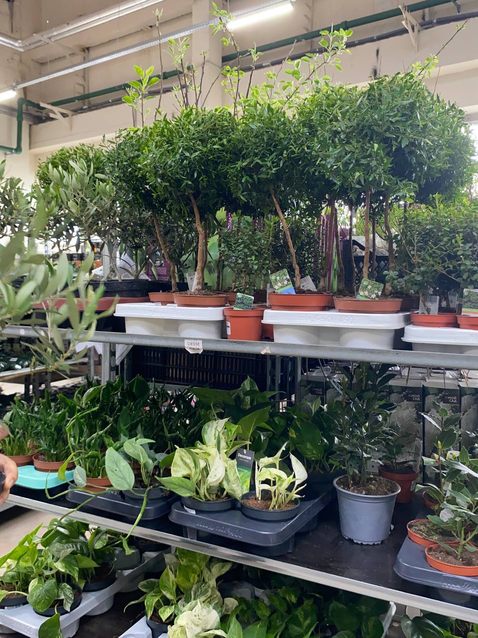 🌿 Мы побывали на базе с растениями!🌿
Теперь у нас еще больше контента
Сегодня мы посетили базу живых и искусственных растений, чтобы изучить ассортимент, снять фото и видео и подготовить для вас еще б... | Сетка — социальная сеть от hh.ru