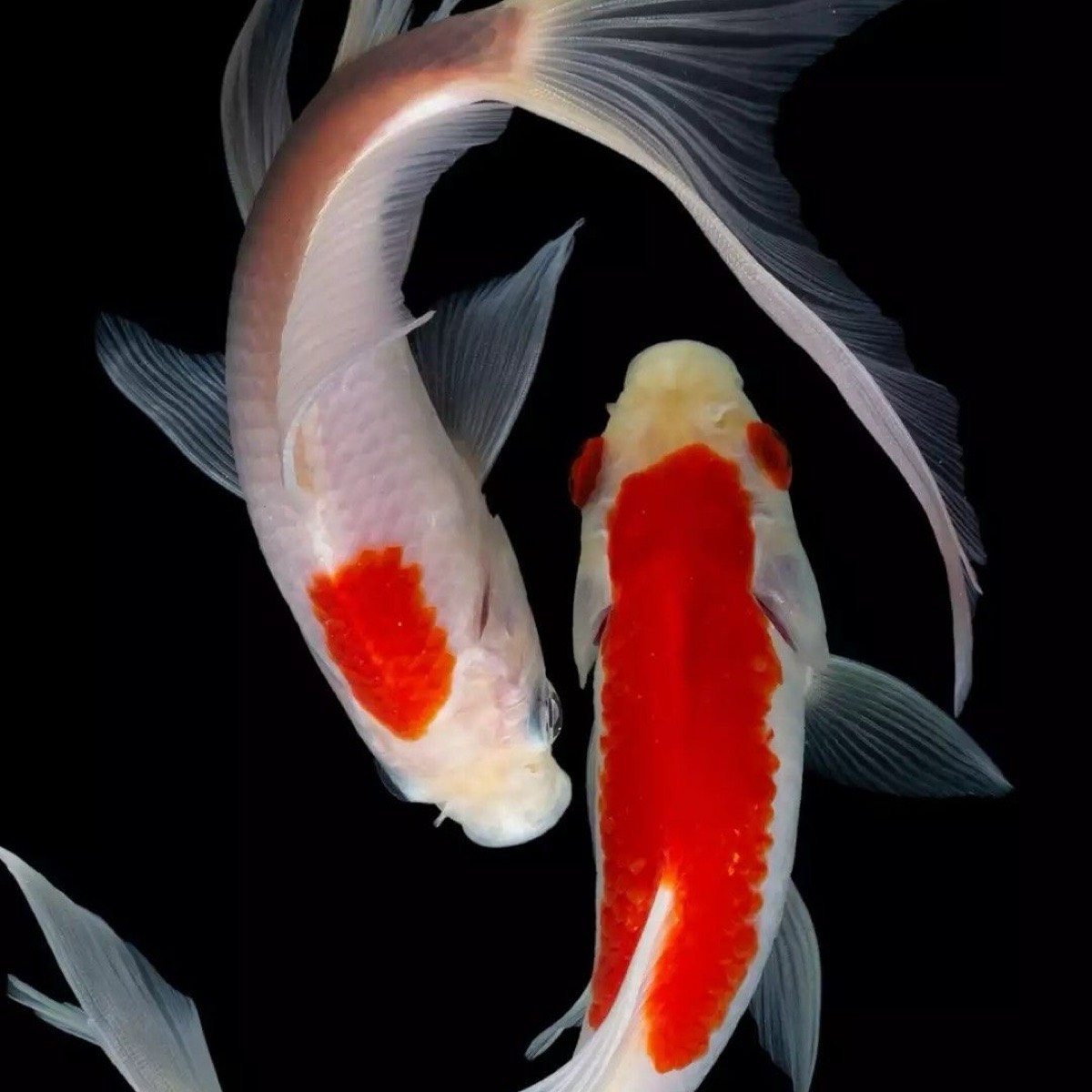 Валерия Морозова