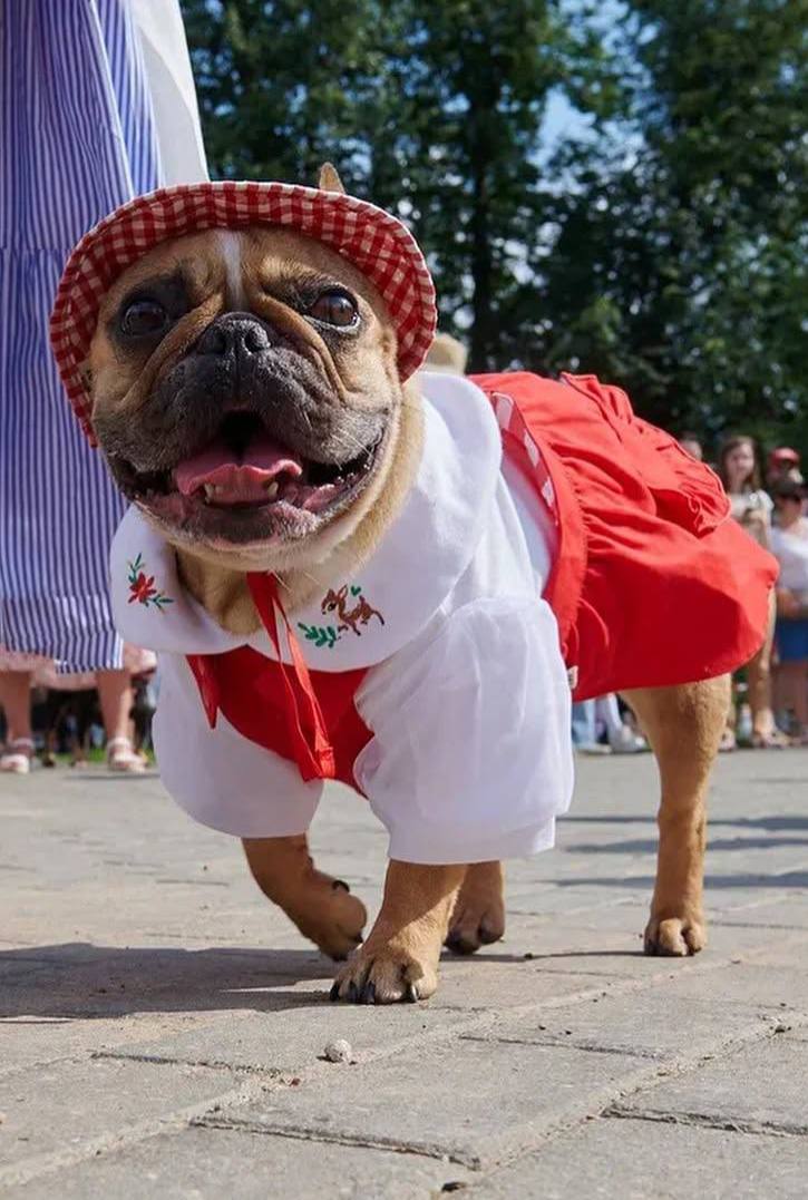 🐕Костюмированный парад французских бульдогов пройдет в Воронцовском парке
27 апреля 13:00 (открытие в 12:00)
Бульдоги в нарядных костюмах пройдут по главной аллее парка под музыку | Сетка — социальная сеть от hh.ru