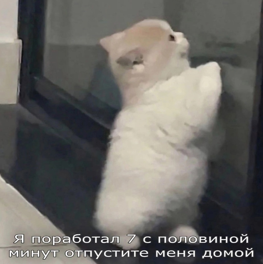 И так каждое утро | Сетка — социальная сеть от hh.ru