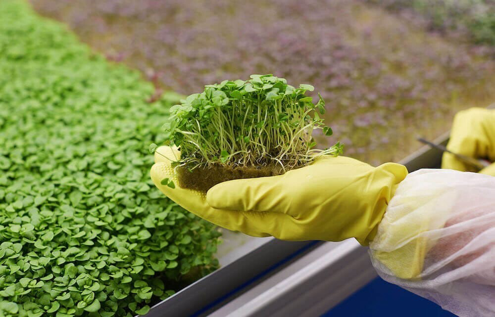 🌱 Польза микрозелени и её виды
Тут мы пишем все про микрозелень, присоединяйся в группу!
У микрозелени высокая пищевая ценность — во много раз выше, чем у обычной зелени | Сетка — социальная сеть от hh.ru