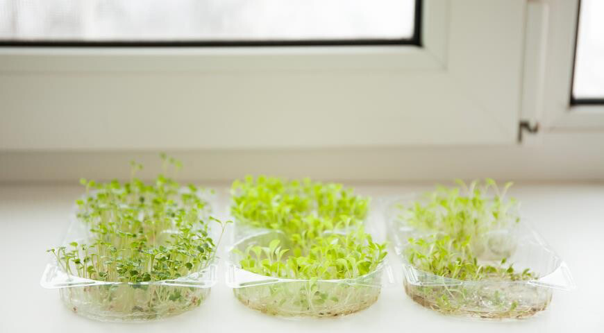🌱 Можно ли вырастить микрозелень в домашних условиях? | Сетка — социальная сеть от hh.ru
