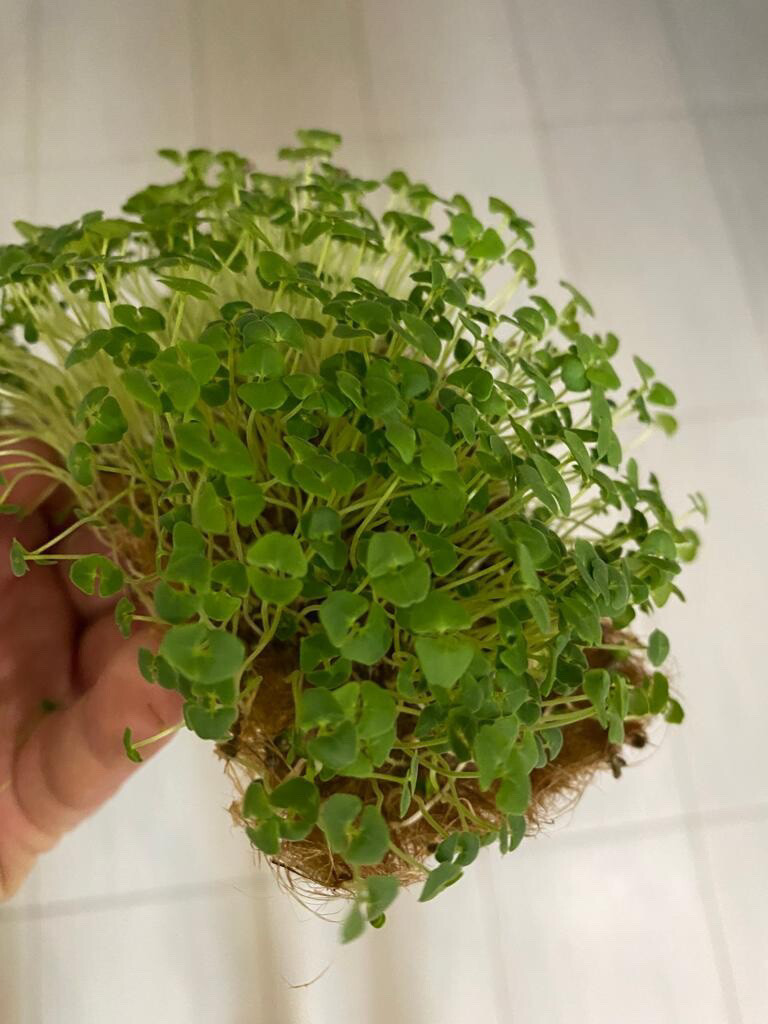 🌱 Микрозелень семян чиа придает выносливость и заряжает энергией на продолжительное время, улучшает память и иммунитет, репродуктивные функции организма, снимает спазмы и судороги в мышцах | Сетка — социальная сеть от hh.ru