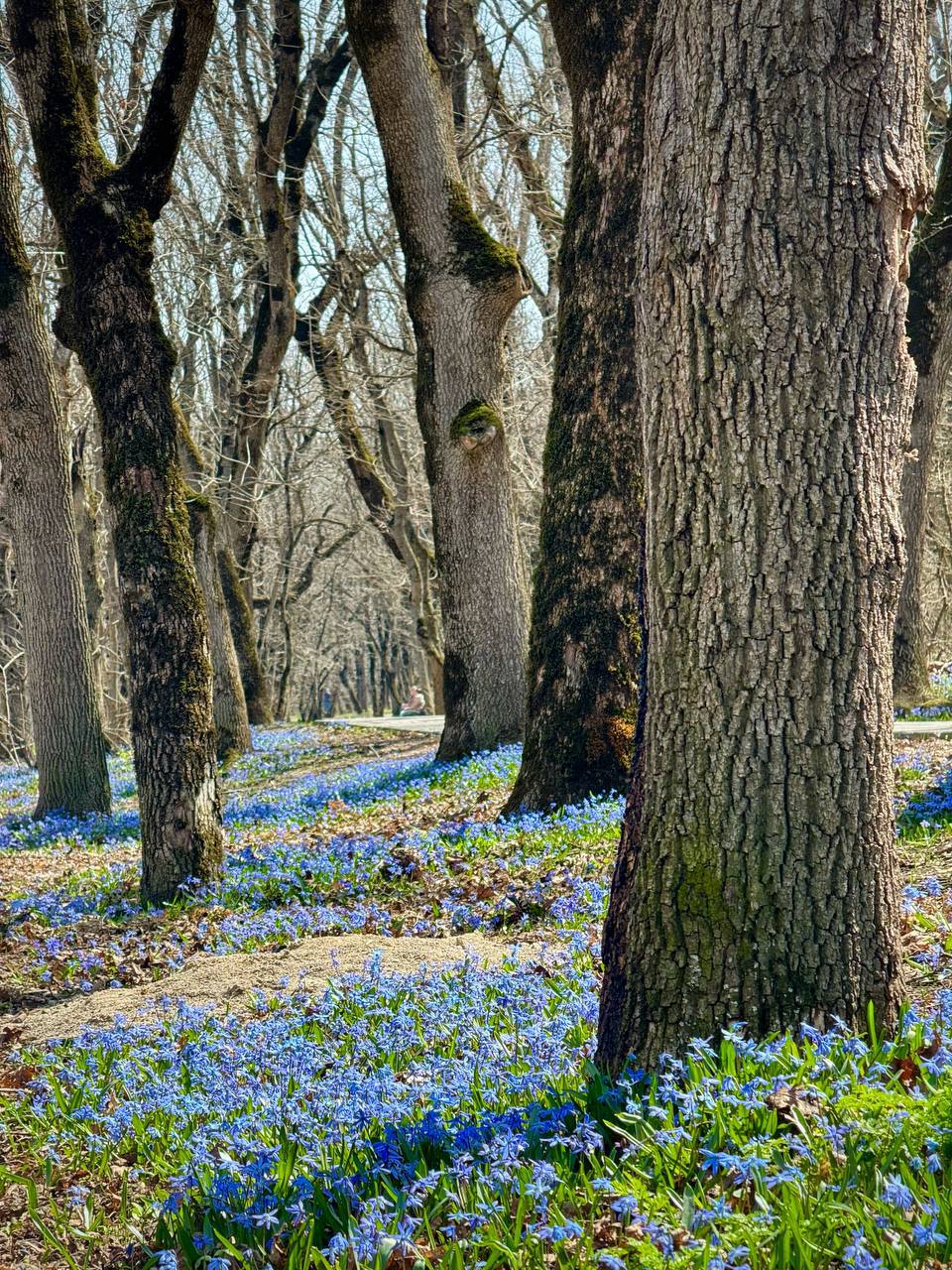 Цветочный ковер 🪻🌿
На горе Машук, пик цветения Пролески, не упускайте возможность насладиться этой красотой
📸Фотограф Артём Мелетов | Сетка — социальная сеть от hh.ru
