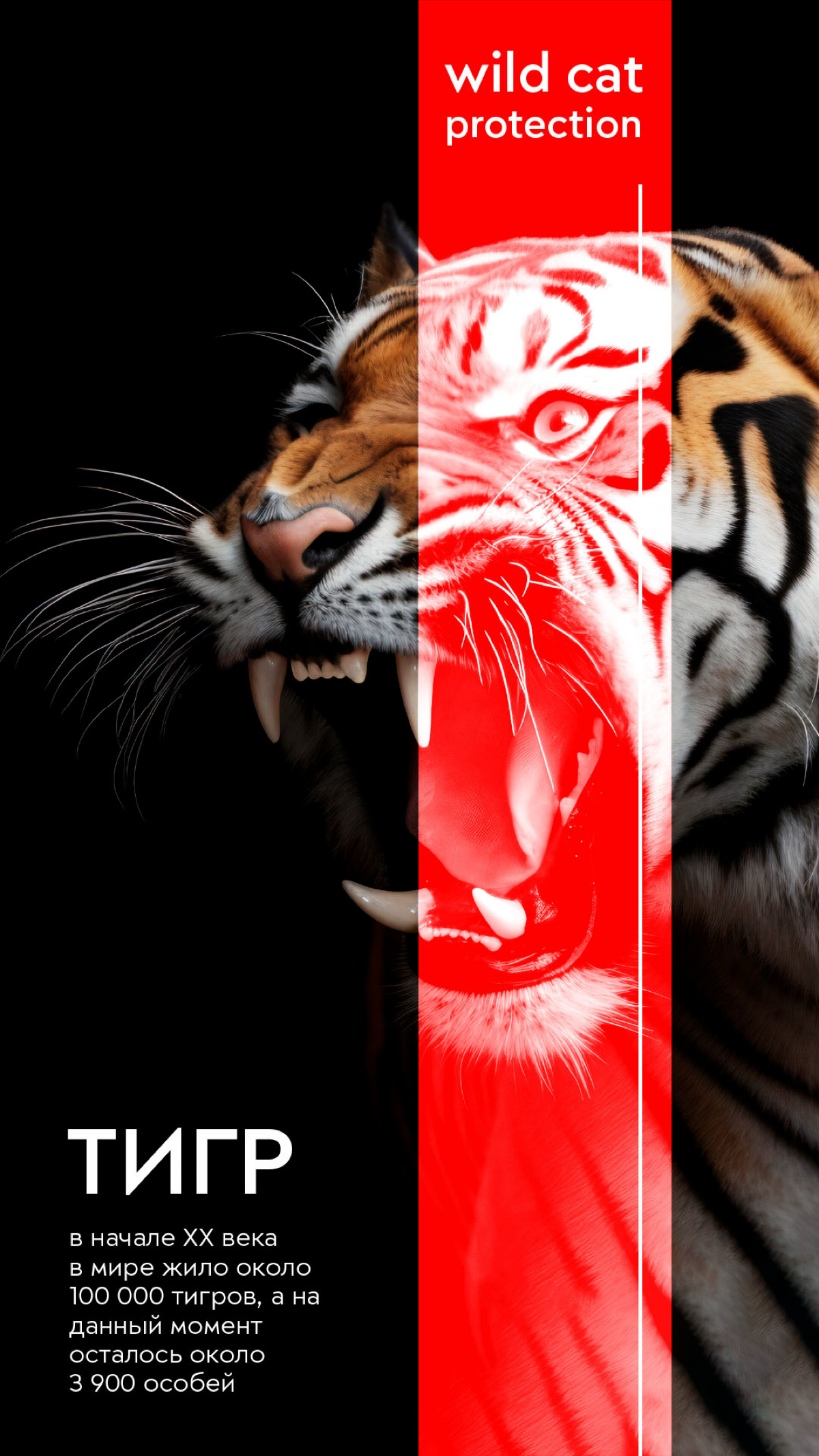 Wild Cat Protection | Сетка — социальная сеть от hh.ru
