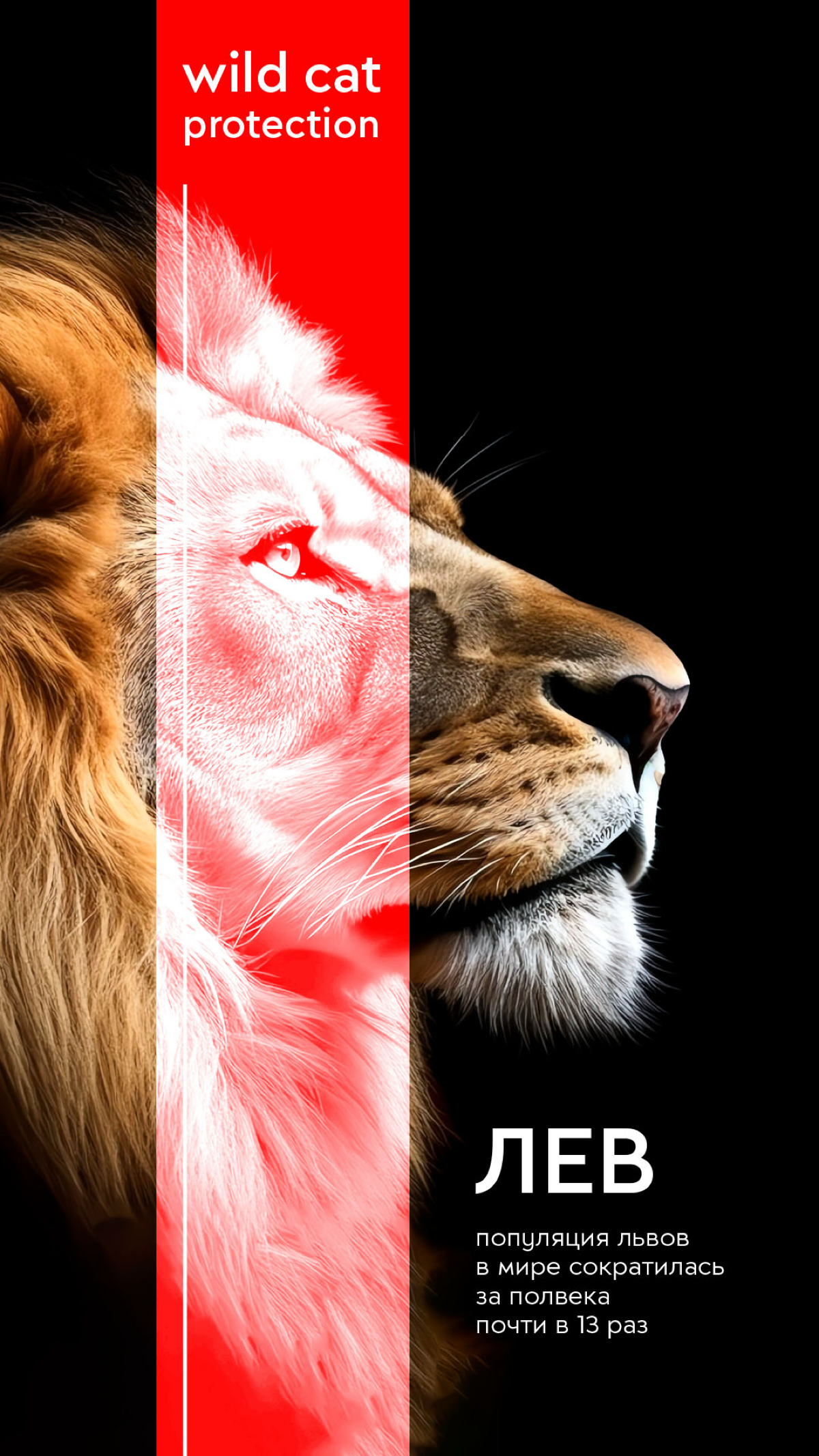 Wild Cat Protection | Сетка — социальная сеть от hh.ru