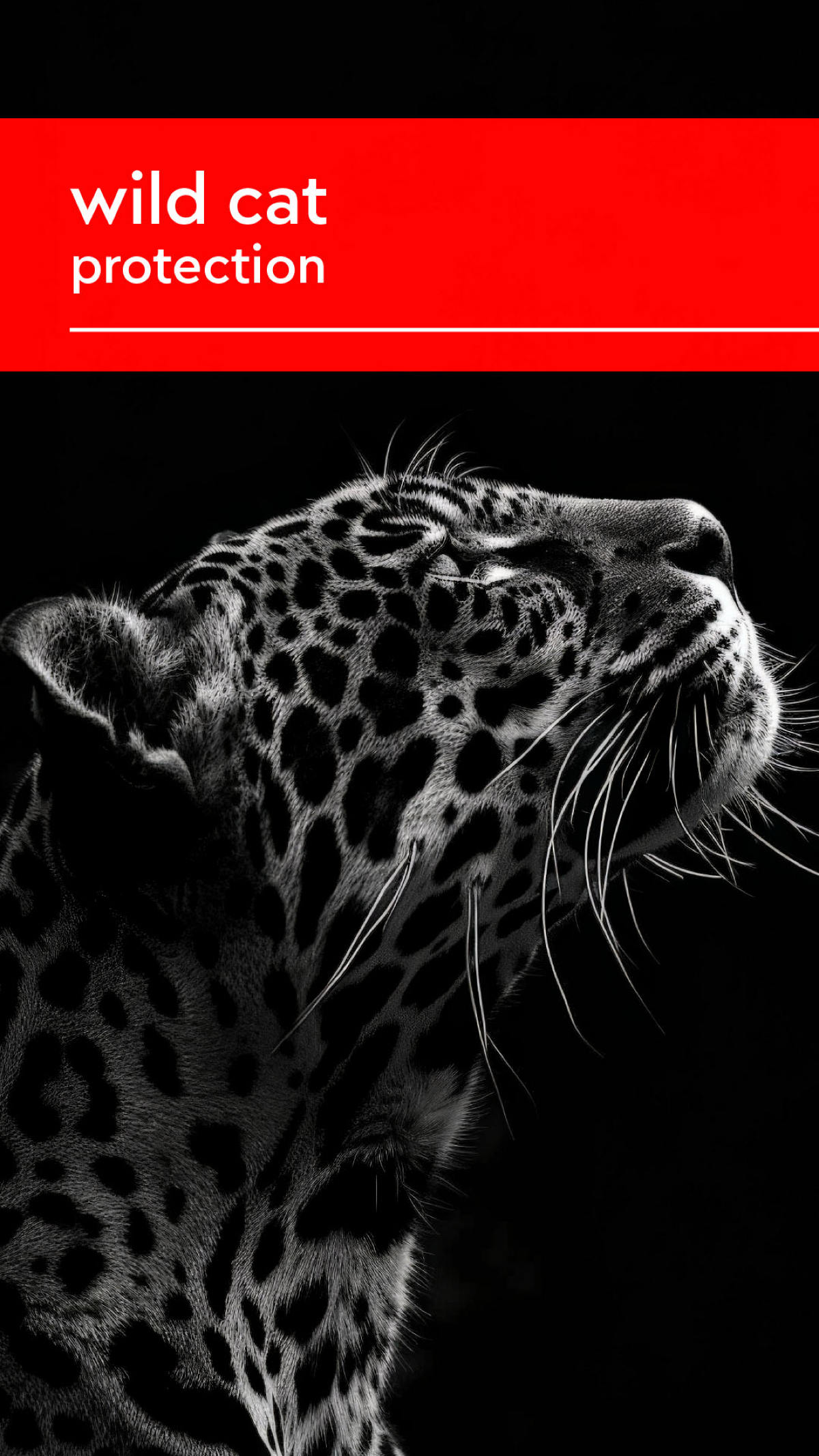 Wild Cat Protection | Сетка — социальная сеть от hh.ru