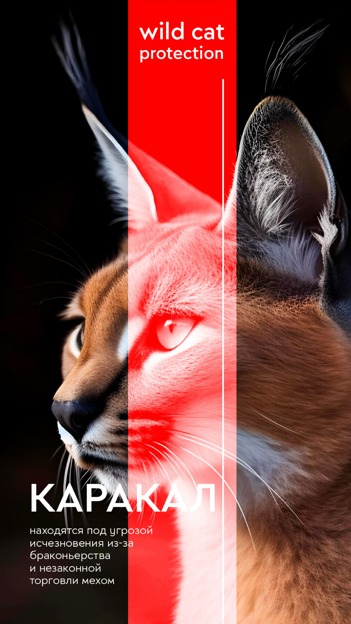 Wild Cat Protection | Сетка — социальная сеть от hh.ru