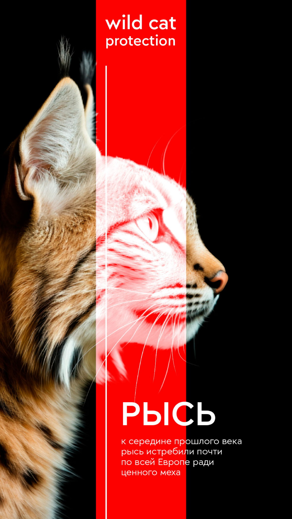 Wild Cat Protection | Сетка — социальная сеть от hh.ru