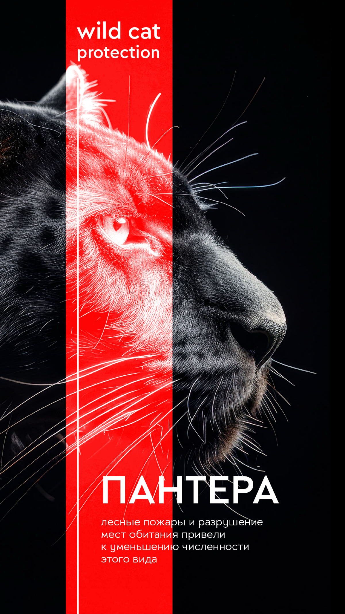 Wild Cat Protection | Сетка — социальная сеть от hh.ru