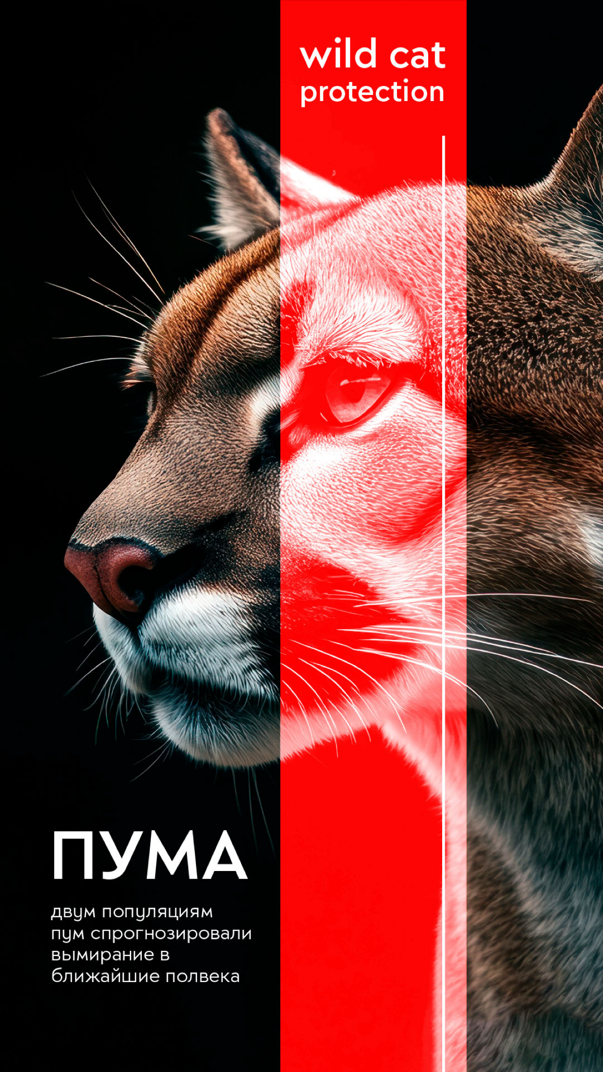 Wild Cat Protection | Сетка — социальная сеть от hh.ru