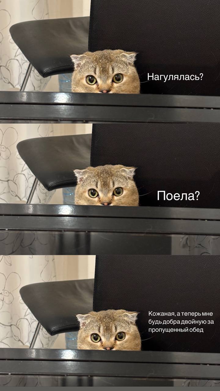 А ваши коты тоже вами манипулируют без слов? | Сетка — социальная сеть от hh.ru