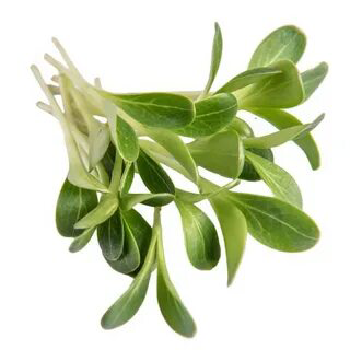 🌱 Микрозелень пажитника: Описание и польза 🌱 ✨ Всем привет! Сегодня мы хотим поделиться с вами удивительным миром микрозелени пажитника | Сетка — социальная сеть от hh.ru