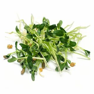 🌱 Микрозелень пажитника: Описание и польза 🌱 ✨ Всем привет! Сегодня мы хотим поделиться с вами удивительным миром микрозелени пажитника | Сетка — социальная сеть от hh.ru