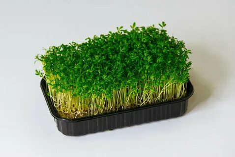 🌱 Микрозелень пажитника: Описание и польза 🌱 ✨ Всем привет! Сегодня мы хотим поделиться с вами удивительным миром микрозелени пажитника | Сетка — социальная сеть от hh.ru