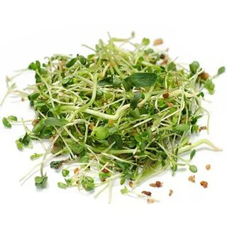 🌱 Микрозелень пажитника: Описание и польза 🌱 ✨ Всем привет! Сегодня мы хотим поделиться с вами удивительным миром микрозелени пажитника | Сетка — социальная сеть от hh.ru