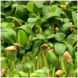 🌱 Микрозелень пажитника: Описание и польза 🌱 ✨ Всем привет! Сегодня мы хотим поделиться с вами удивительным миром микрозелени пажитника | Сетка — социальная сеть от hh.ru