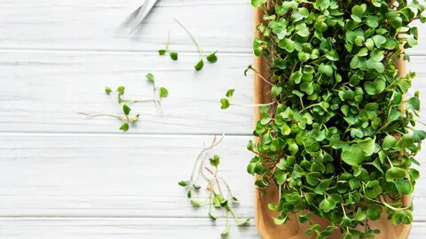 🌱 Микрозелень и профилактика заболеваний: как микрозелень может помочь в профилактике различных заболеваний 🌱
Здоровье - наш главный капитал, и мы все стремимся заботиться о нем | Сетка — социальная сеть от hh.ru