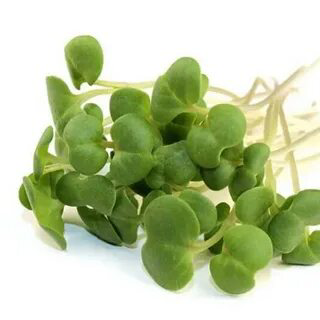 🌱 Микрозелень репы: описание и польза 🌿
🥦 Перед вами уникальное растение, которое не только привлекательно своим ярким цветом, но и обладает изумительными вкусовыми качествами и полезными свойствами | Сетка — социальная сеть от hh.ru
