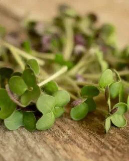 🌱 Микрозелень репы: описание и польза 🌿
🥦 Перед вами уникальное растение, которое не только привлекательно своим ярким цветом, но и обладает изумительными вкусовыми качествами и полезными свойствами | Сетка — социальная сеть от hh.ru