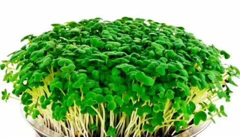 🌱 Микрозелень репы: описание и польза 🌿
🥦 Перед вами уникальное растение, которое не только привлекательно своим ярким цветом, но и обладает изумительными вкусовыми качествами и полезными свойствами | Сетка — социальная сеть от hh.ru