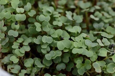 🌱 Микрозелень репы: описание и польза 🌿
🥦 Перед вами уникальное растение, которое не только привлекательно своим ярким цветом, но и обладает изумительными вкусовыми качествами и полезными свойствами | Сетка — социальная сеть от hh.ru