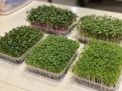 🌱 Микрозелень репы: описание и польза 🌿
🥦 Перед вами уникальное растение, которое не только привлекательно своим ярким цветом, но и обладает изумительными вкусовыми качествами и полезными свойствами | Сетка — социальная сеть от hh.ru