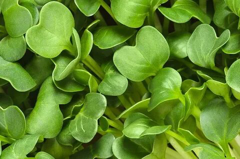 🌱 Микрозелень репы: описание и польза 🌿
🥦 Перед вами уникальное растение, которое не только привлекательно своим ярким цветом, но и обладает изумительными вкусовыми качествами и полезными свойствами | Сетка — социальная сеть от hh.ru