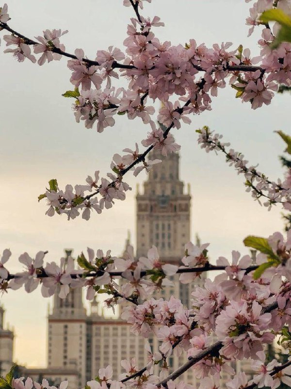☀️Тепло вернётся в столицу после заморозков и снегопада — 18 апреля будет до +20°C
Но, по прогнозам синоптиков, в ближайшие дни сохранится холод, сугробы могут вырасти на 8–18 см❄️
📲Подпишитесь на Вдв... | Сетка — социальная сеть от hh.ru