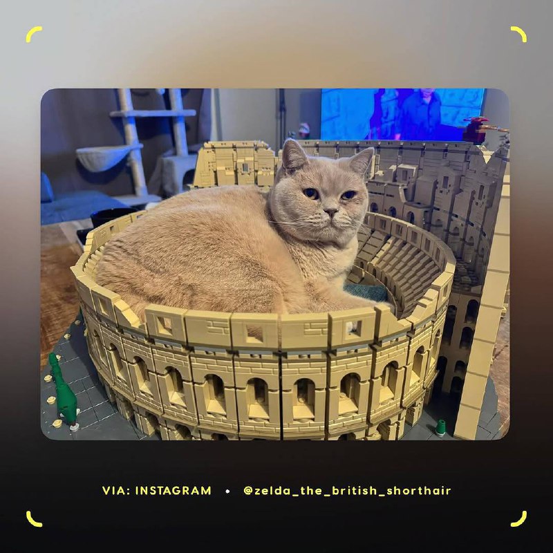 Милота, у котов по всему миру новая фишка — им очень нравятся LEGO в виде римского Колизея. Хвостатые используют собранный из 9 тысяч деталей конструктор в качестве… лежанки | Сетка — социальная сеть от hh.ru