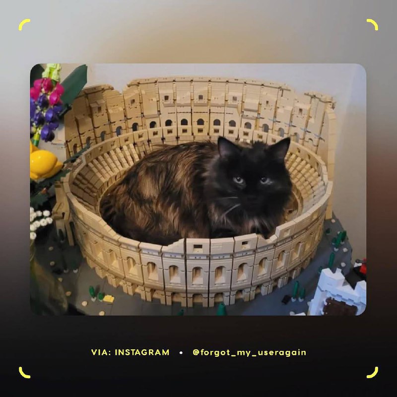 Милота, у котов по всему миру новая фишка — им очень нравятся LEGO в виде римского Колизея. Хвостатые используют собранный из 9 тысяч деталей конструктор в качестве… лежанки | Сетка — социальная сеть от hh.ru