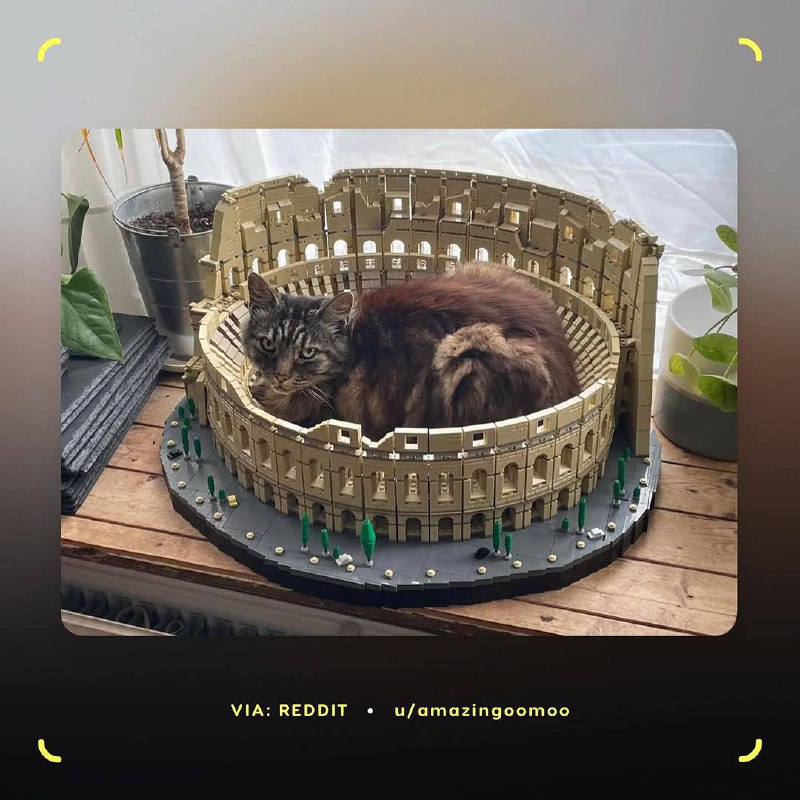 Милота, у котов по всему миру новая фишка — им очень нравятся LEGO в виде римского Колизея. Хвостатые используют собранный из 9 тысяч деталей конструктор в качестве… лежанки | Сетка — социальная сеть от hh.ru