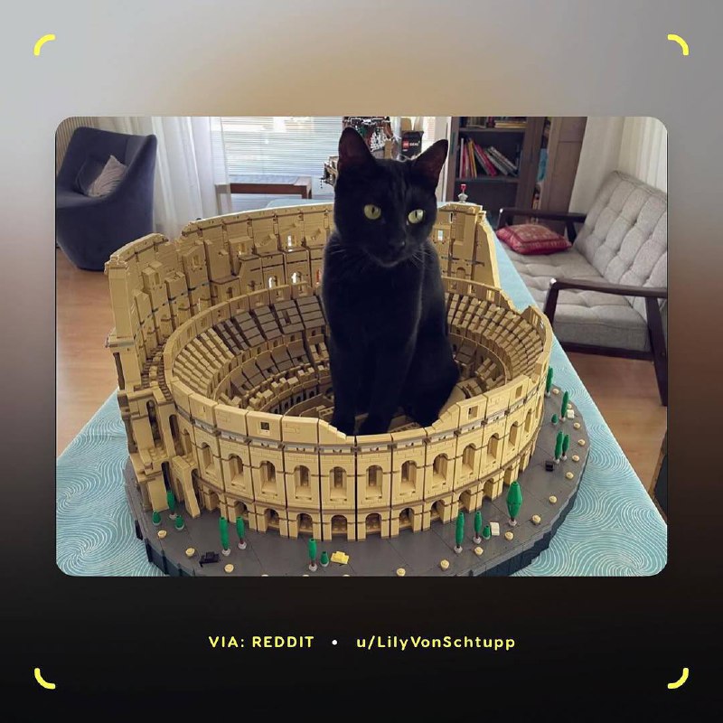 Милота, у котов по всему миру новая фишка — им очень нравятся LEGO в виде римского Колизея. Хвостатые используют собранный из 9 тысяч деталей конструктор в качестве… лежанки | Сетка — социальная сеть от hh.ru