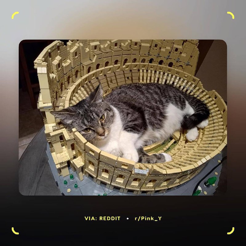Милота, у котов по всему миру новая фишка — им очень нравятся LEGO в виде римского Колизея. Хвостатые используют собранный из 9 тысяч деталей конструктор в качестве… лежанки | Сетка — социальная сеть от hh.ru