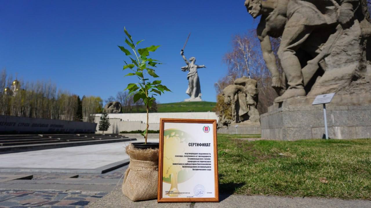 🌳Ставрополье получило клон легендарного тополя, пережившего Сталинградскую битвуНа прошлой неделе прошло важное событие на Мамаевом кургане в Волгограде: ставропольская делегация приняла саженец знаме... | Сетка — социальная сеть от hh.ru