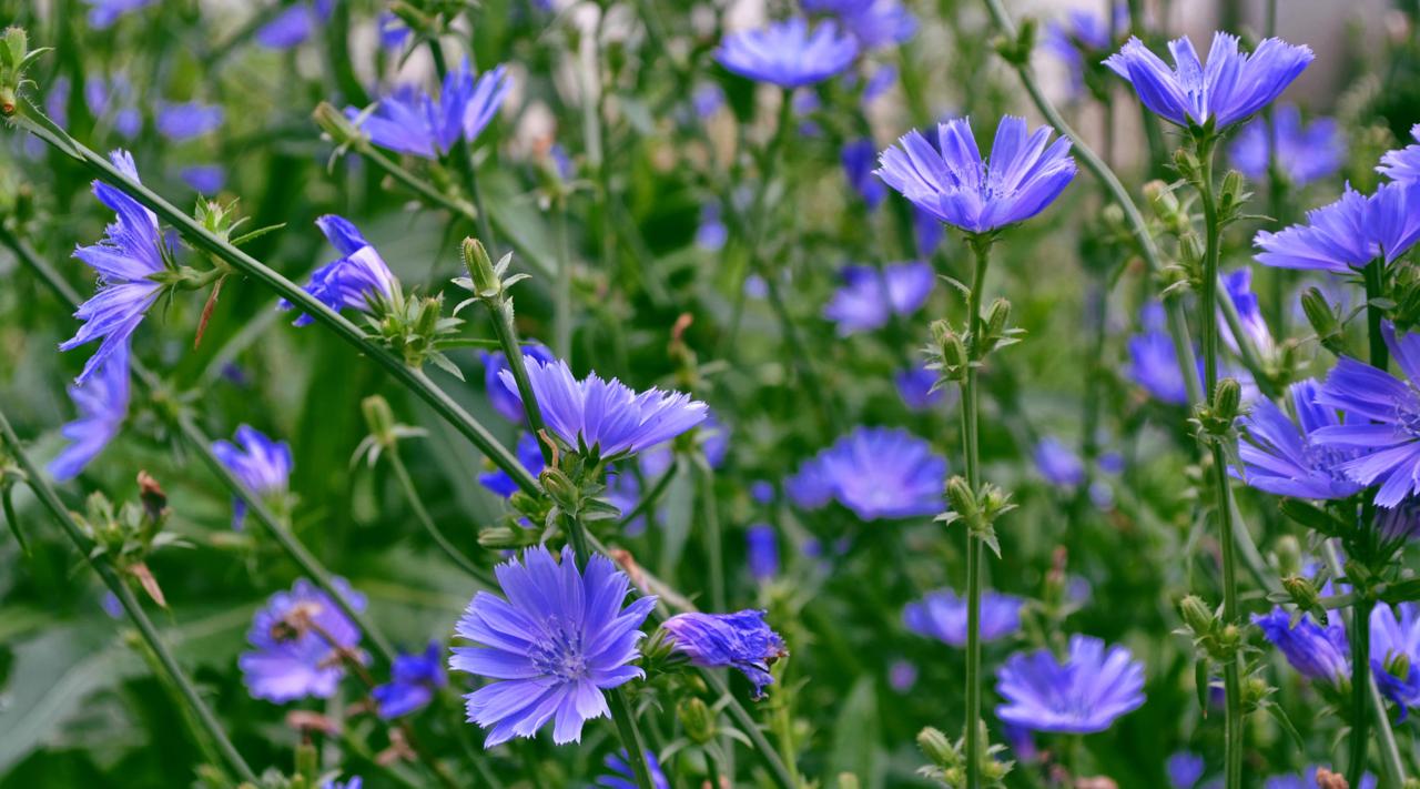 Цикорий часто используют как замену кофе. Дикорастущий цикорий встречается на лесных опушках, на лугах, пустырях, по кромке полей и вдоль просёлочных дорог, около населённых пунктов | Сетка — социальная сеть от hh.ru