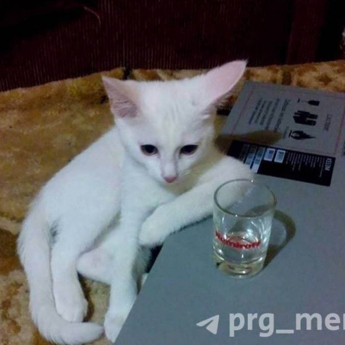 ТрудоВыебудни ТимЛида